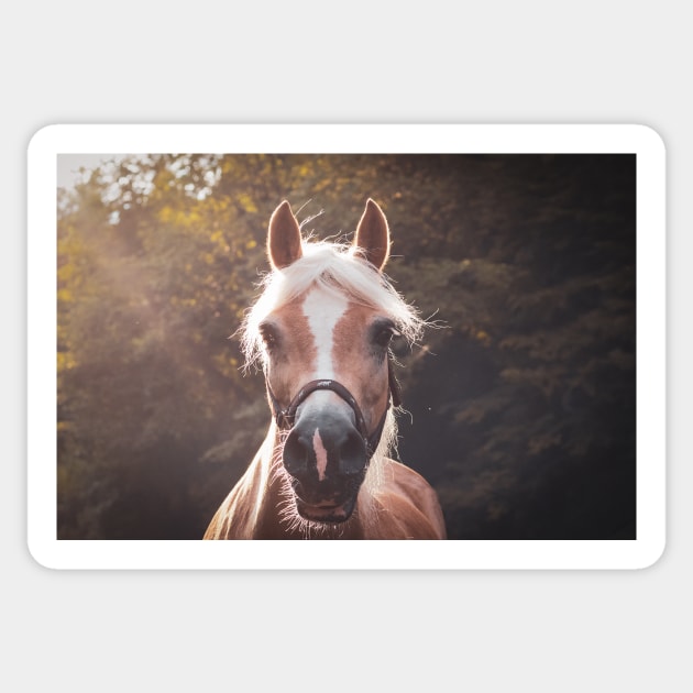 Haflinger in the sunlight Sticker by M-Hutterer